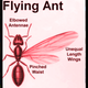 Get ready to embrace Flying Ant Day!